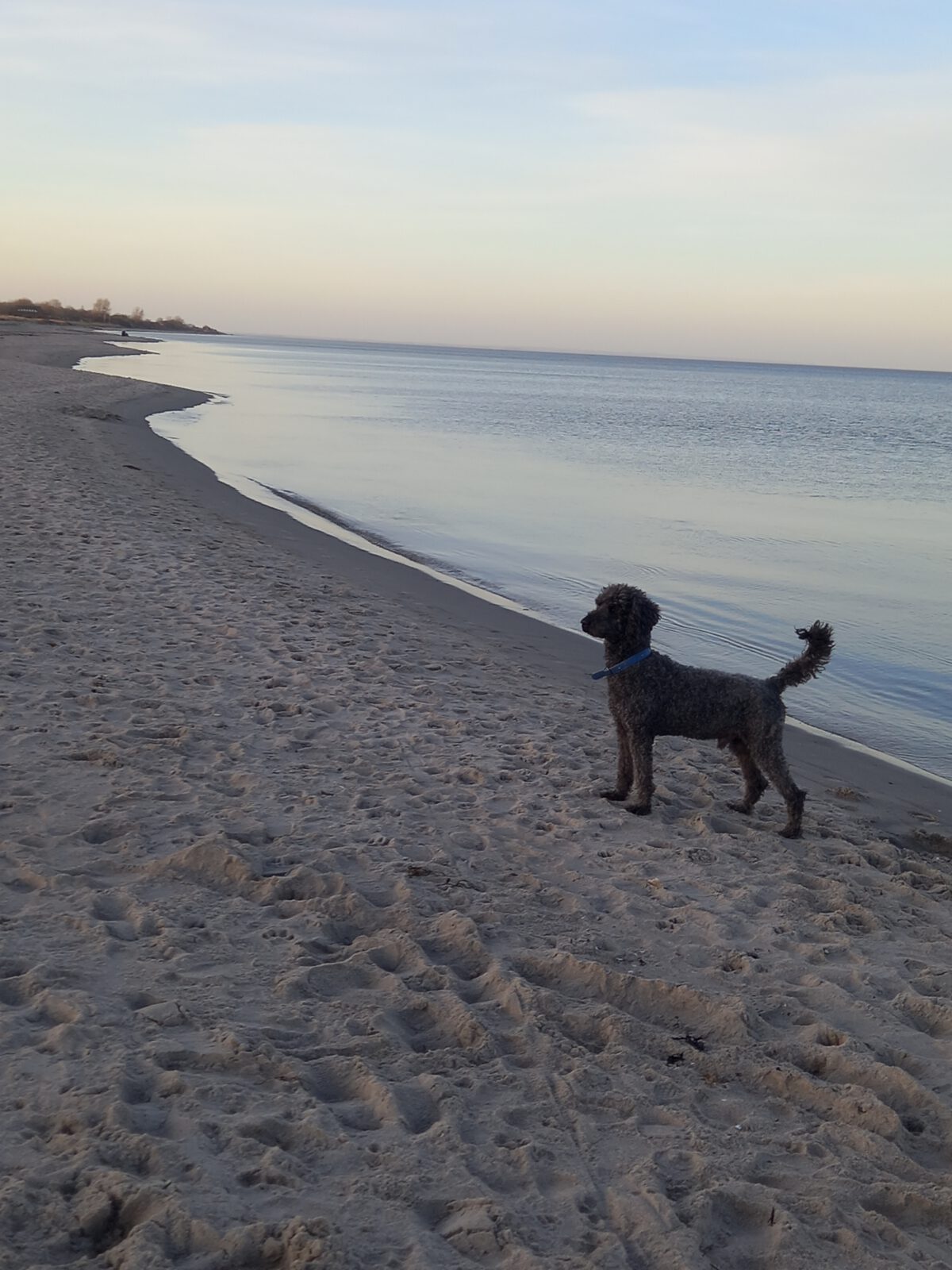 Hund an der Ostsee. 